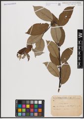 Foto von Salix caprea L.